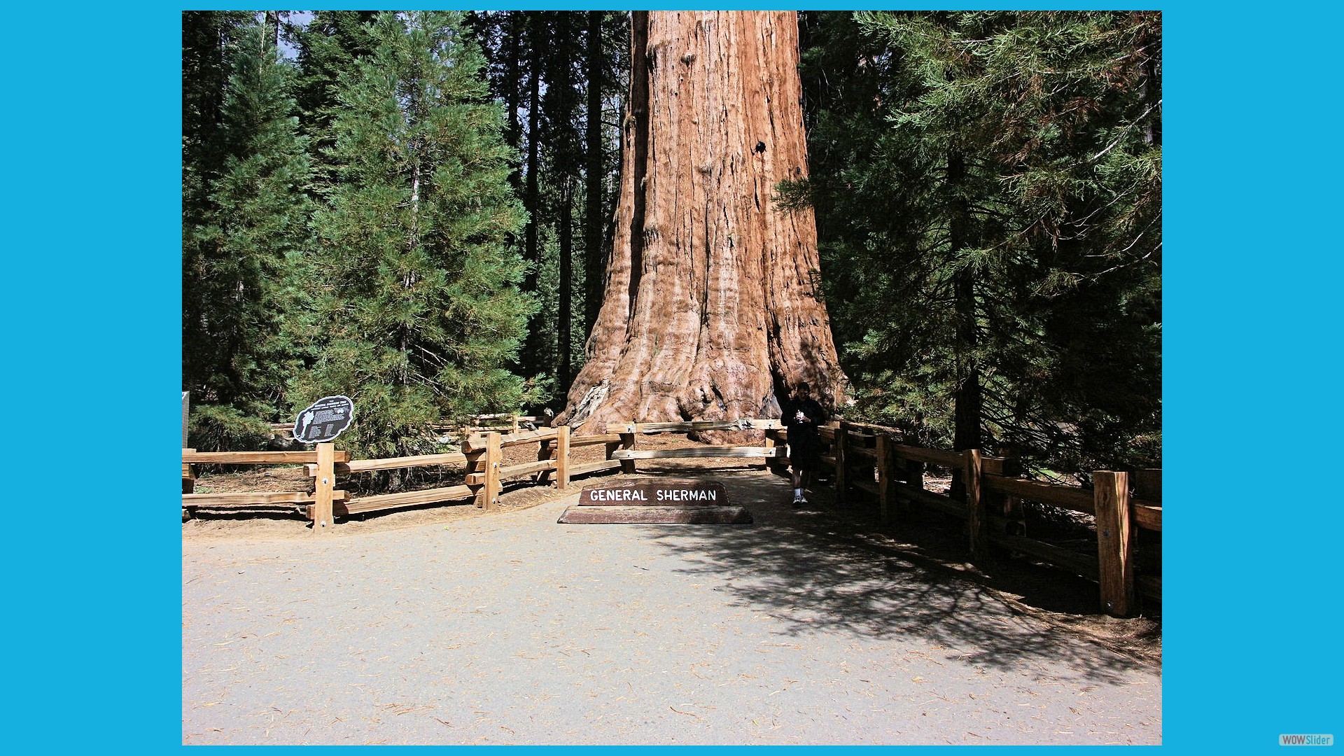 Sequoia_06