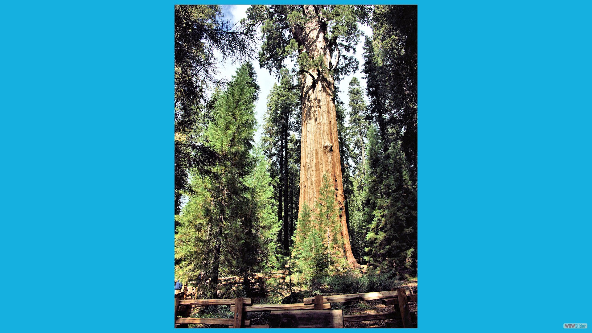 Sequoia_07