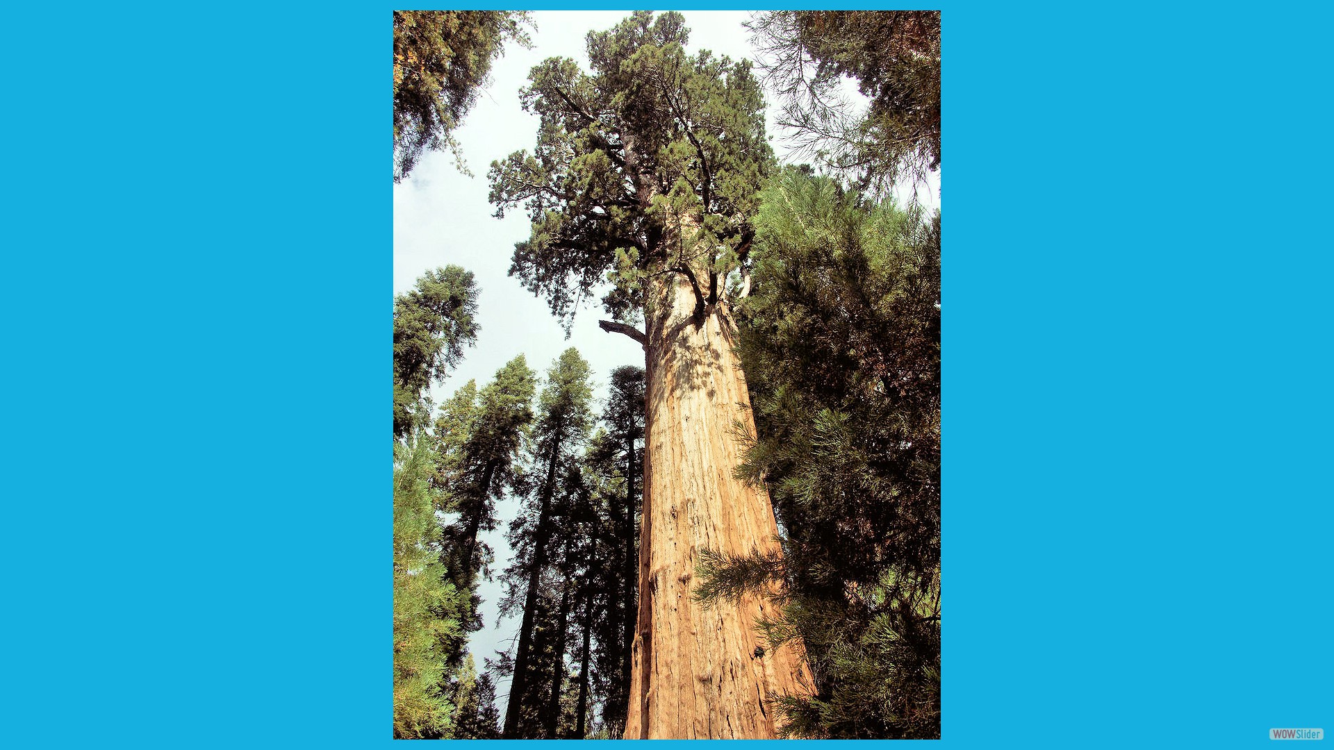 Sequoia_08