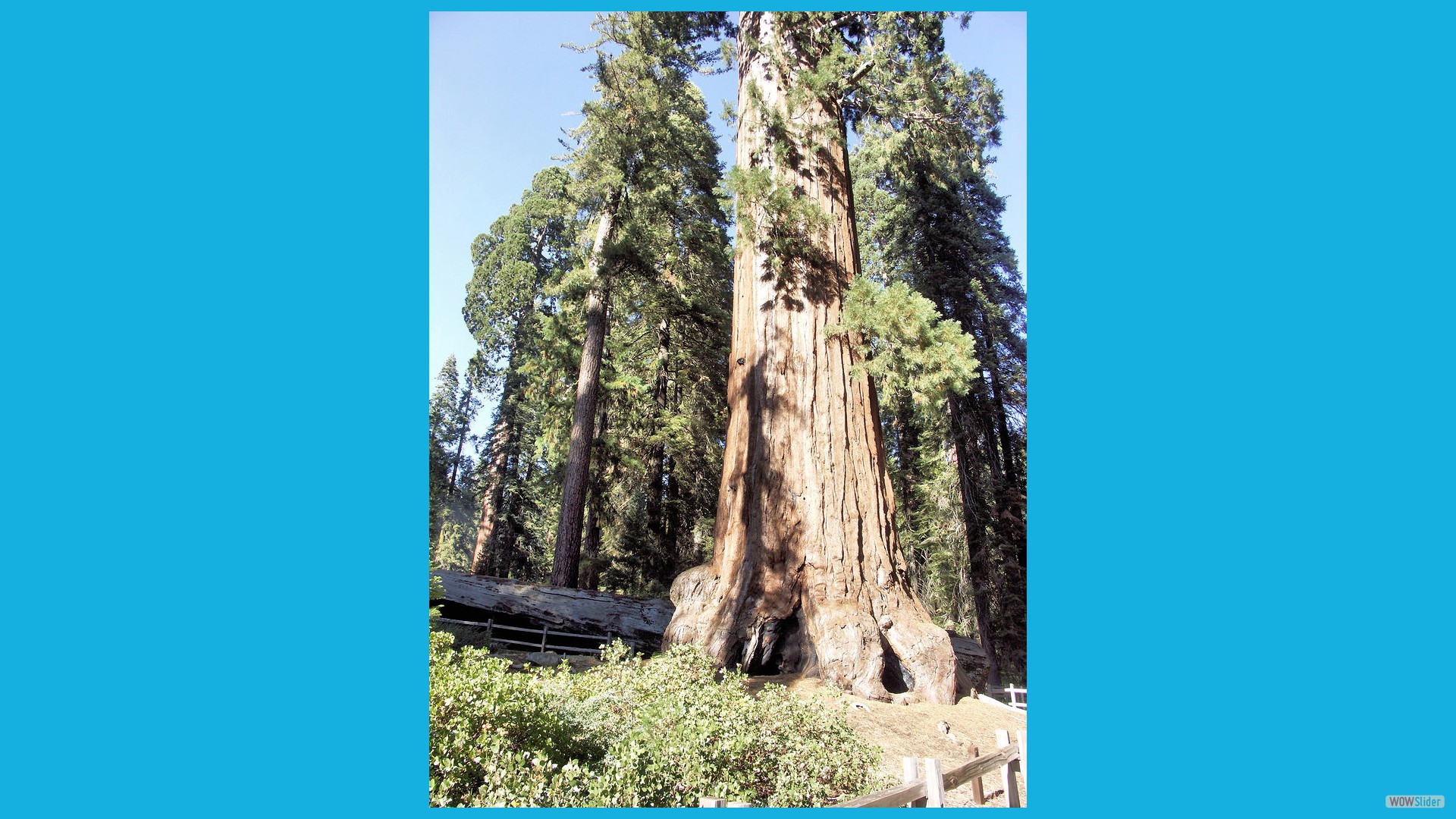 Sequoia_17