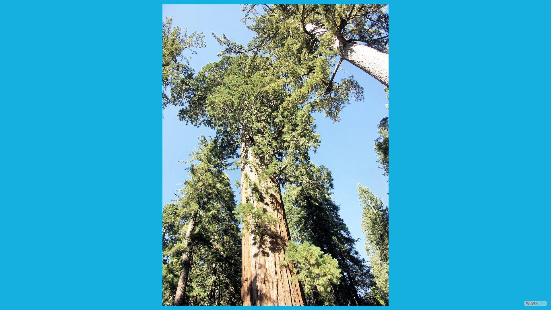 Sequoia_18