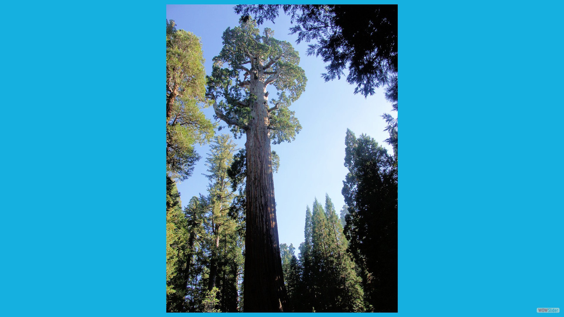 Sequoia_20